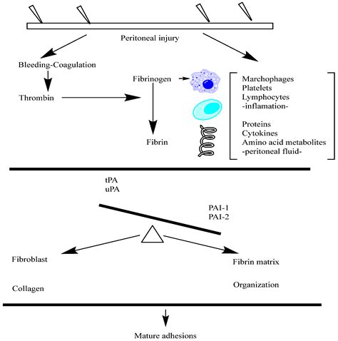 Integrating Genomics and Molecular Biology in Understanding Peritoneal ...