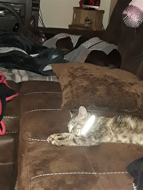 MARION AREA HUMANE SOCIETY - Marion OH - Hours, Directions, Reviews ...