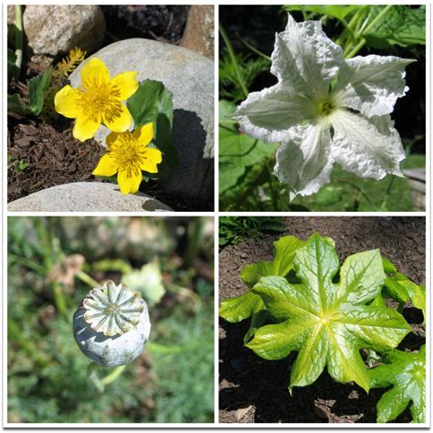 shapes in nature – Green Acorns