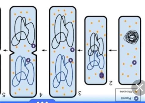 what do you understand by binary fission explain with diagrams and ...