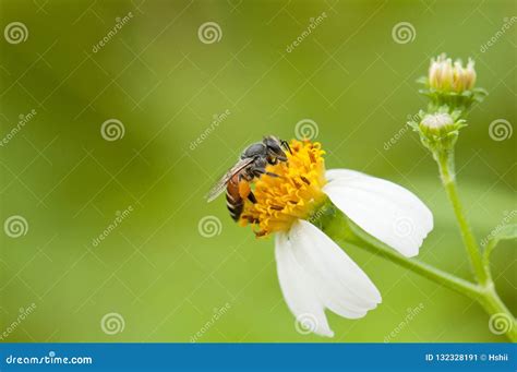 Bee is Collecting Pollen from Flower Stock Image - Image of insect ...