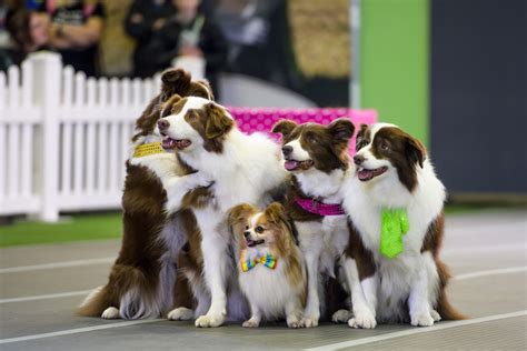 【送票】墨尔本爱狗节十月重磅回归 1000只狗狗与你见面 - 澳洲生活网
