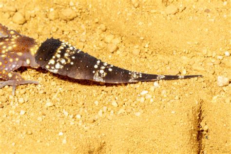 Barking Gecko Making Noise 的图像结果