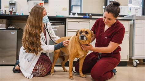 U.S. News & World Report ranks CSU the nation’s No. 2 vet school ...