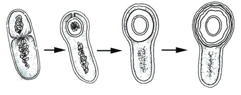 Bakteri Nedir? Bakteriler Hakkında - Sayfa 2