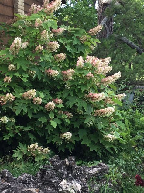 Ruby slippers oakleaf hydrangea a native compact flowering shrub – Artofit