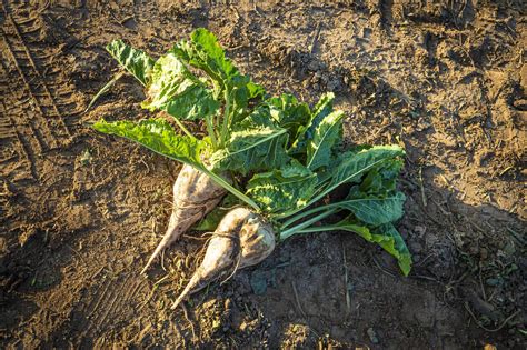 What Does A Sugar Beet Field Look Like at Max Redfern blog