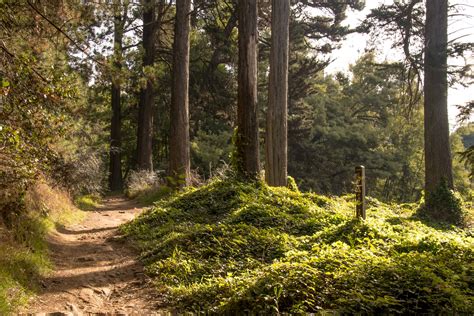 Are Dogs Allowed At Joaquin Miller Park