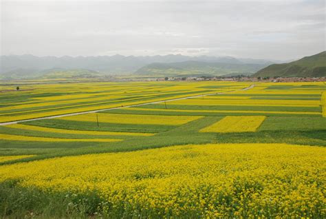 油菜花的读后感三十字-Word模板下载_编号qgonbkwr_熊猫办公