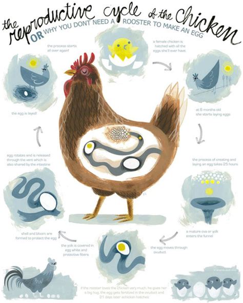 Image result for Chicken Reproduction Process