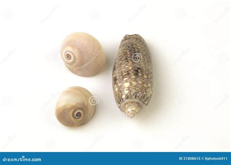 Three sea shells stock image. Image of scan, shells, lettered - 21808615