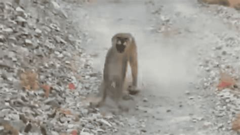 Image result for Terrifying Lion Encounters