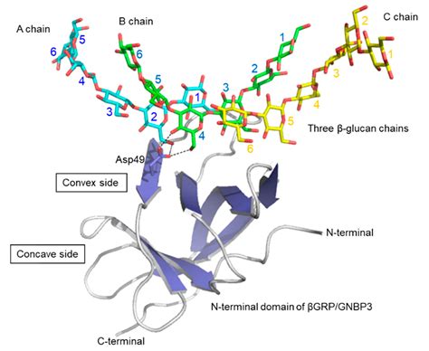 3D Structural Insights into β-Glucans and Their Binding Proteins
