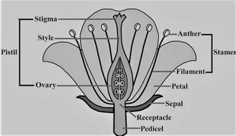 Draw a labeled diagram of the longitudinal section of a flower. Also ...