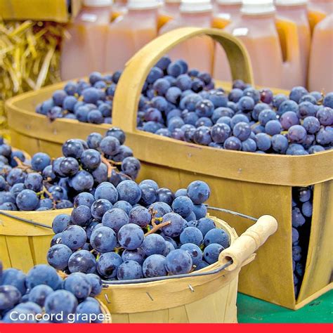 25 Naturally Blue Foods (With Pictures!) - Chef's Pencil