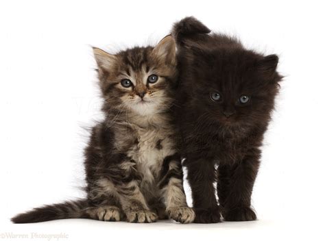 Two fluffy kittens, one tabby, one black photo WP49802