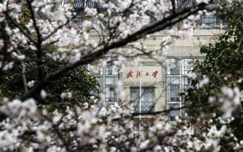 去武汉大学观赏樱花的攻略 - 知乎
