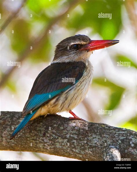 Species of kingfisher hi-res stock photography and images - Alamy