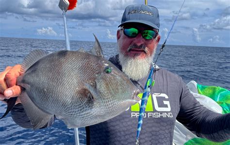 Image result for Catching Triggerfish
