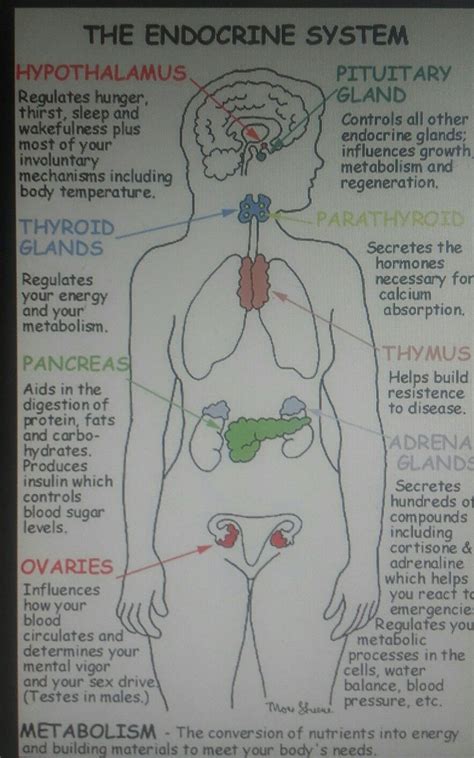 Endocrine System Function and Structure 的图像结果