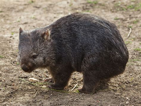 Scientists Finally Figured Out Why Wombats Poop Cubes. Thank Heavens ...