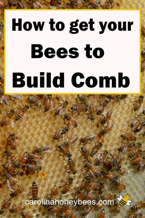 Image result for Bee Feeding Tips