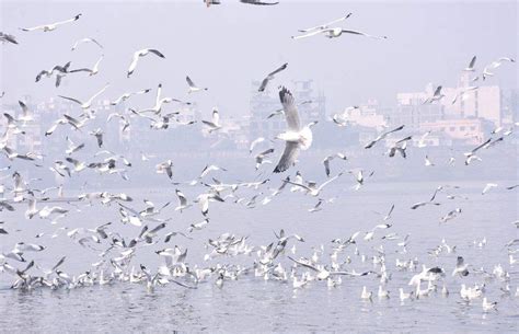 Seagulls Over Tapi River
