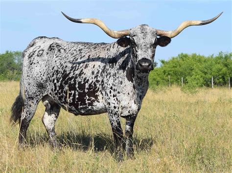 Rocking O Longhorns - texas longhorn cattle for sale Austin, Texas ...