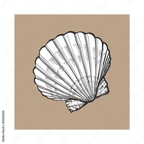 Scallop Shell Drawing 的图像结果