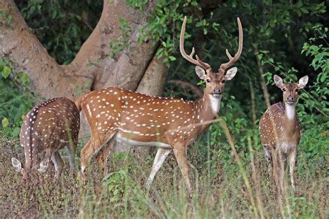 ‘Early detection, rapid response’: Invasive axis deer spotted at Big ...