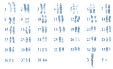 Image result for Research Code Sheet Example