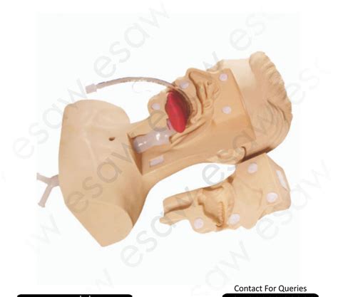 Suction Training Model – Nasal, Oral & Tracheal Intubation Simulat