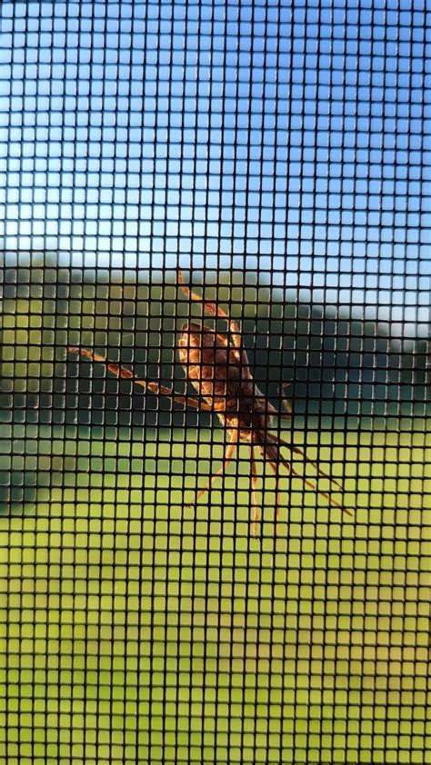 Small head big body : r/whatsthisbug