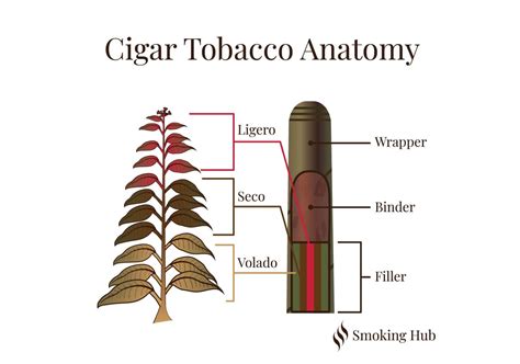 What is a Cigar: Definition, Facts and Stats - Smoking Hub