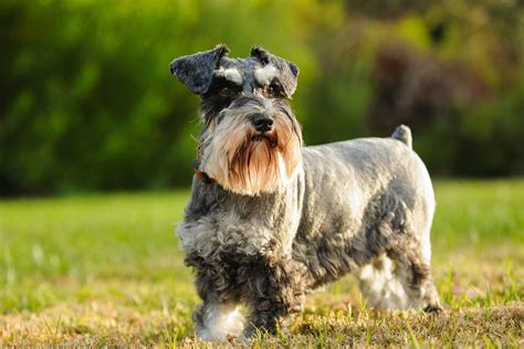 8 Adorable Dogs with Beards — Dogs With Mustaches | Reader's Digest