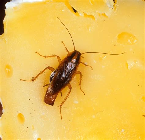 German Cockroach Poop 的图像结果