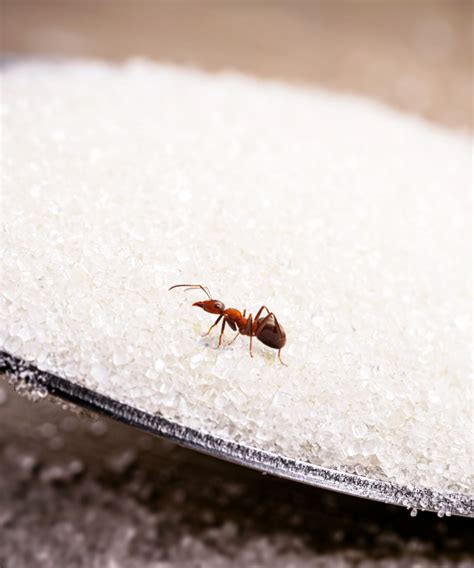 Does baking soda kill ants? | Homes and Gardens