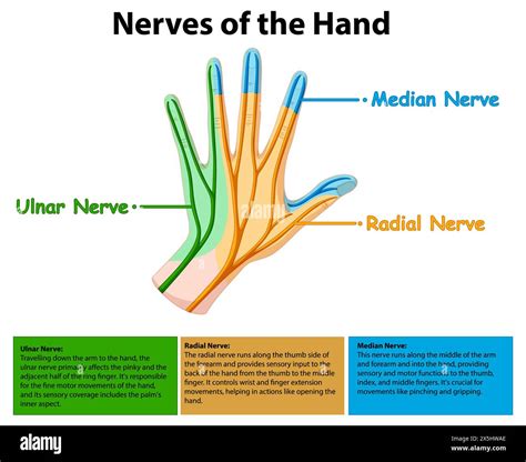 Detailed vector of ulnar, radial, and median nerves Stock Photo - Alamy