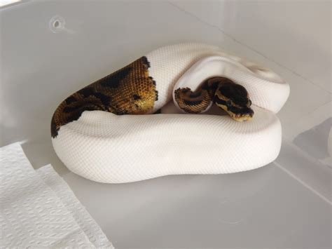 White Ball Python 的图像结果