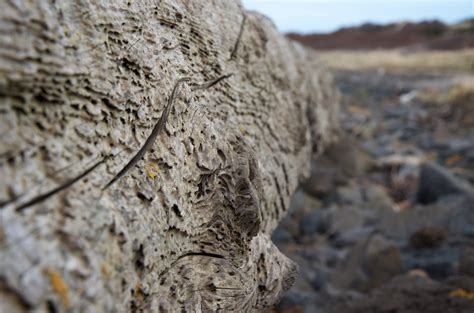 Image result for What Is a Log