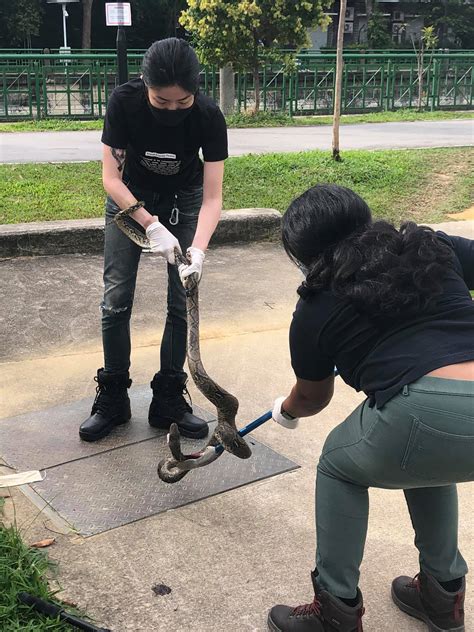 Image result for Python Rescue Videos