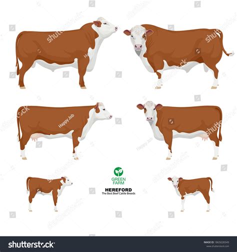 Beef Cow Breeds