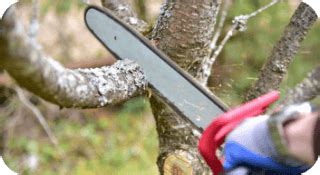 Image result for Tree Trimming Delaware