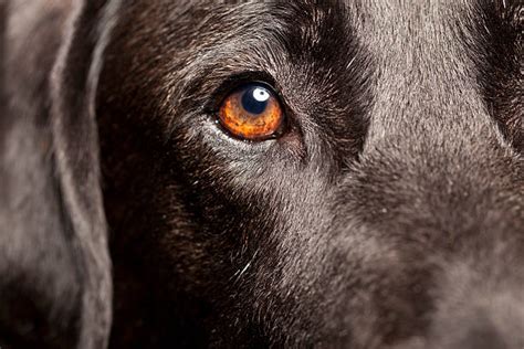 Labrador Retriever Eye Color 的图像结果