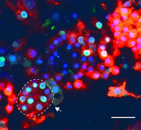 Image result for Multicellular Cells