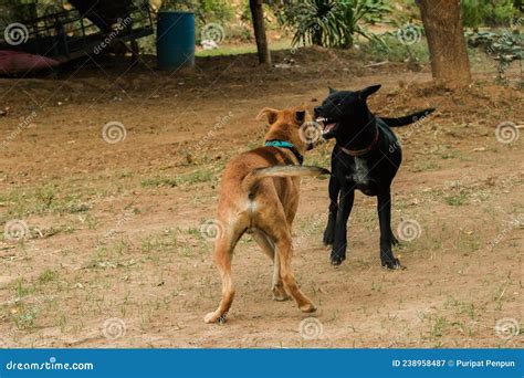 Dog Biting Jumping Up at Lynda Higgins blog