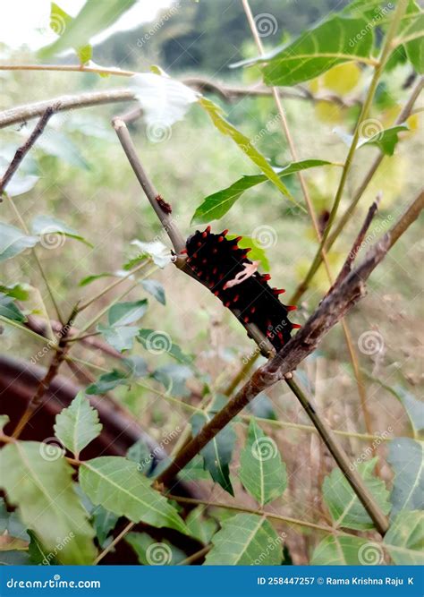 Pipevine Swallowtail Caterpillar Stock Image - Image of beautiful, bird ...