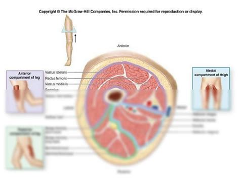 SOLUTION: Medial compartment of thigh - Studypool