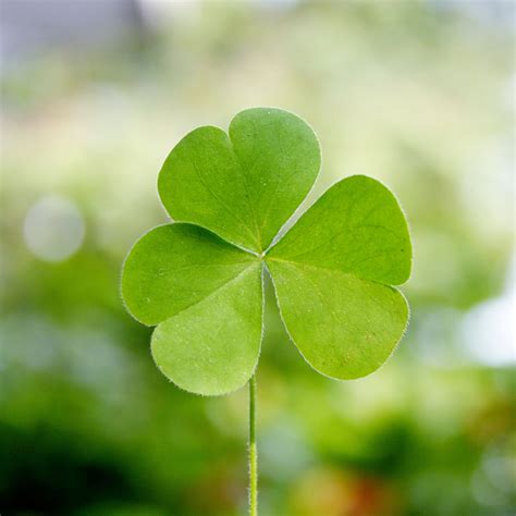 Shamrock-Three leaf clover - Calorie Control Council