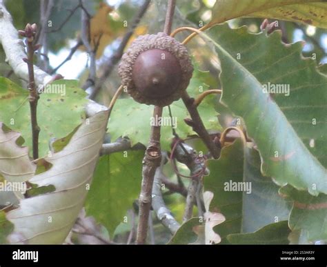 swamp chestnut oak (Quercus michauxii Stock Photo - Alamy